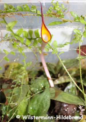 Cryptocoryne cordata var. zonata