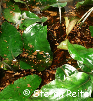 Cryptocoryne cordata var. zonata