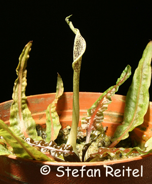 Cryptocoryne crispatula var. balansae