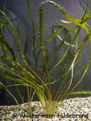 Cryptocoryne crispatula var. balansae Unterwasserform