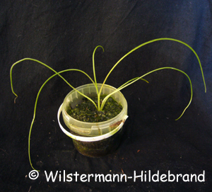 Cryptocoryne crispatula var. crispatula