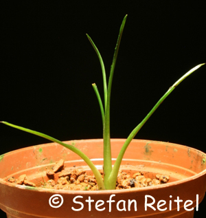 Cryptocoryne cruddasiana