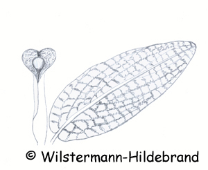 Bleistiftzeichnung von Cryptocoryne decus-silvae