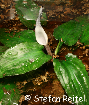 Spatha von Cryptocoryne dewitii