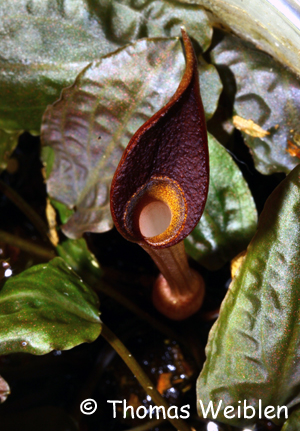 Spatha von Cryptocoryne x edithiae