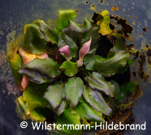 Cryptocoryne elliptica Becherkultur