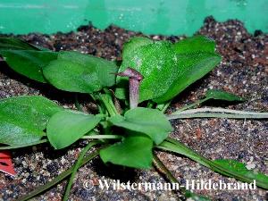 Cryptocoryne elliptica