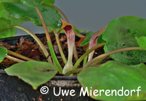 Cryptocoryne elliptica