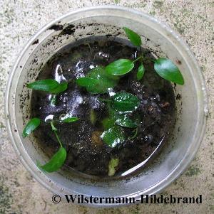 Cryptocoryne elliptica Jungpflanzen