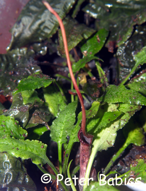 Cryptocoryne ferruginea var. ferruginea