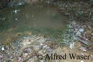 Ein Standort von Cryptocoryne ferruginea