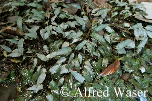 Cryptocoryne ferruginea