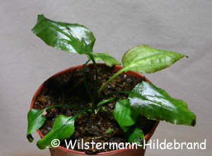 Cryptocoryne fusca