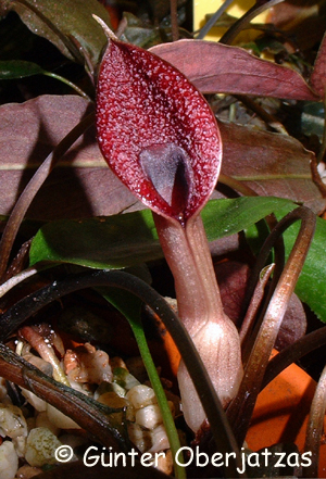 Cryptocoryne griffithii