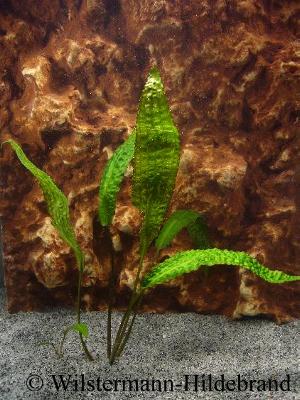 Cryptocoryne hudoroi