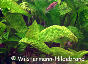 Cryptocoryne hudoroi