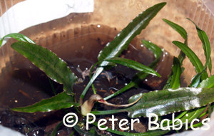 Cryptocoryne ideii