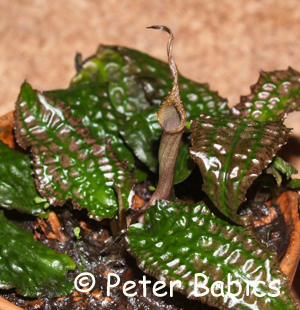 Cryptocoryne keei mit Spatha