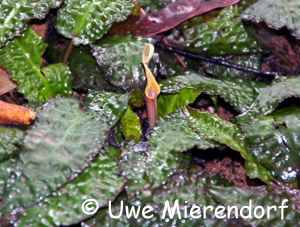 Cryptocoryne keei mit Spatha