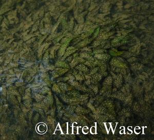 Bach mit Cryptocoryne keei