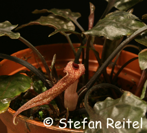 Cryptocoryne minima