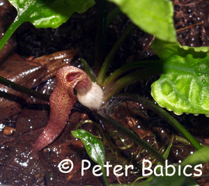 Cryptocoryne minima