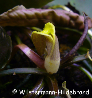 Cryptocoryne gasseri