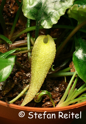 Cryptocoryne minima