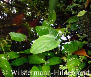 Cryptocoryne moehlmannii