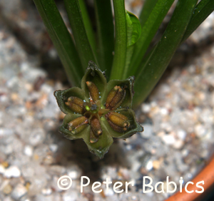 Frucht von Cryptocoryne nevillii