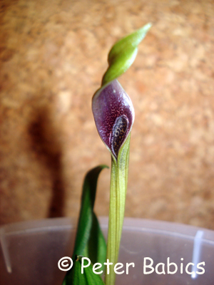 Cryptocoryne nevillii