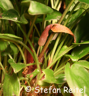 Cryptocoryne noritoi