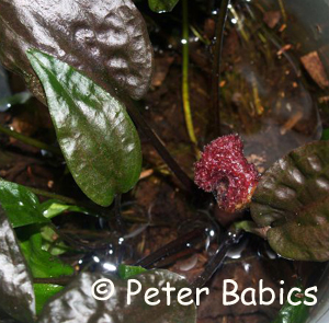 Cryptocoryne nurii