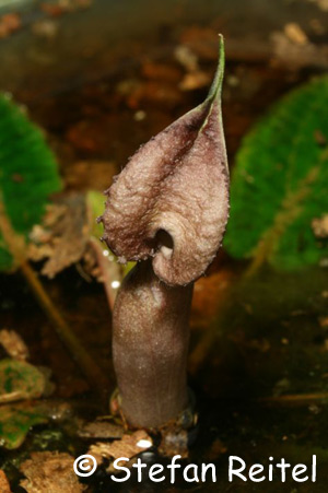 Cryptocoryne nurii