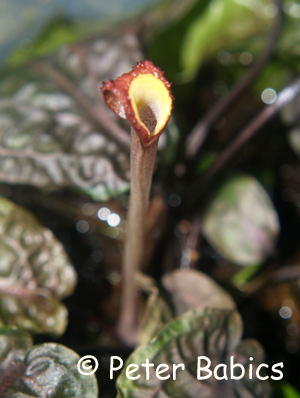 Cryptocoryne pallidinervia