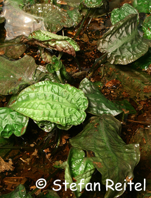 Cryptocoryne pallidinervia