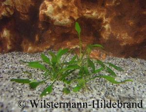 Cryptocoryne parva frisch gepflanzt