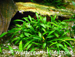 Cryptocoryne parva eingewachsen