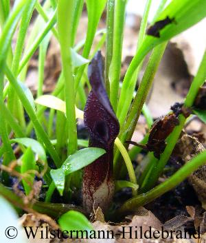 Cryptocoryne parva mit Blüte