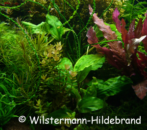 Cryptocoryne pontederiifolia im Aquarium