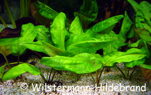 Cryptocoryne pontederiifolia im Aquarium