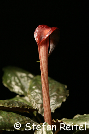 Cryptocoryne purpurea borneoensis