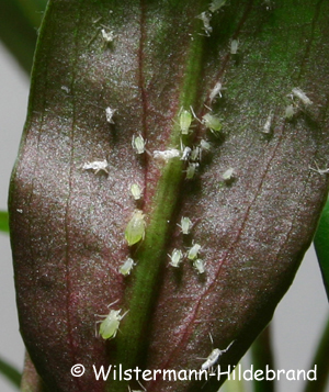 Läuse an Cryptocoryne pygmaea