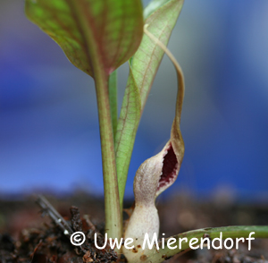 Cryptocoryne pygmaea blühend