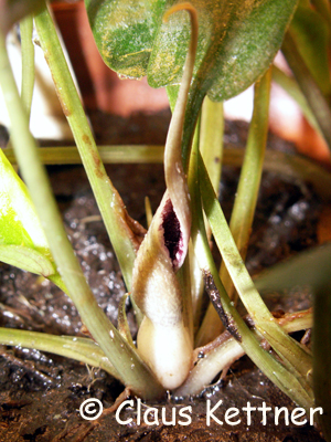 Cryptocoryne pygmaea blühend