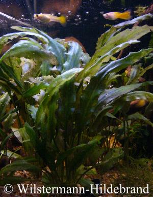 Cryptocoryne pygmaea im Aquarium