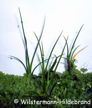 Cryptocoryne retrospiralis in der Ruheform