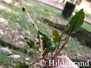 Cryptocoryne schultzei an einem Naturstandort