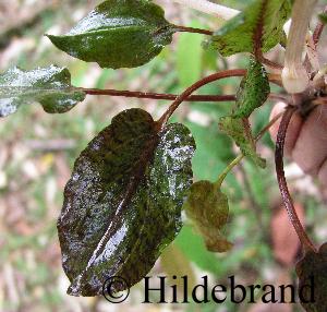 Cryptocoryne schultzei an einem Naturstandort