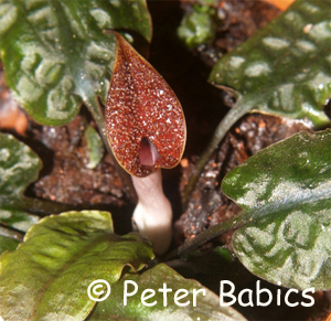 Cryptocoryne scurrilis